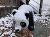 アスレチックのパンダ🐼も寒そうです「⛩️ほんのり雪化粧part2⛩️」