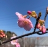 「かわいい花桃のご紹介です🌸」