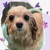 「Dog salon mofu mofu　余市町」
