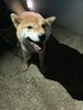 「迷い犬を保護しています【西条市丹原町来見付近】保護した日（2025年9月6日）」