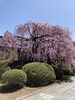 「🌸真福寺の桜、ただいま見ごろ！」