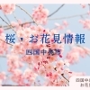おすすめお花見スポット！【四国中央市】