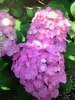 紫陽花 29473_1.jpg