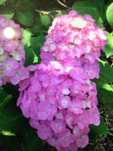 ピンク色の紫陽花　花言葉は元気な女性💕「海老川ジョギングロードに紫陽花を見に行ってきました！」