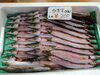 「📣本日のお魚情報🐟」