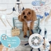 マルプー カット「ðŸ¶ãƒãƒ¯ãƒžãƒ«ã€ãƒãƒ¯ãƒšã‚ã€ãƒžãƒ«ãƒ—ーã€ãƒãƒ¯ãƒãƒ¡ã€ãƒˆãƒªãƒŸãƒ³ã‚°ã®ãŠå‹é”âš“ï¸ã€