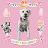 「Dog salon mofu mofu　余市町」