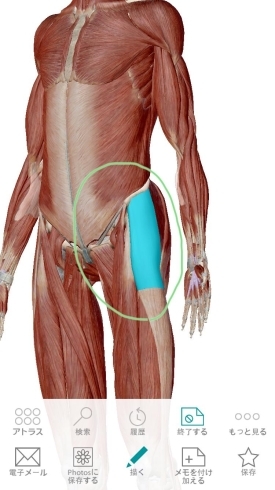 大腿筋膜張筋「【腰痛】慢性腰痛の原因となる筋肉！鉄板5選〜大腿筋膜張筋〜【腰痛・坐骨神経痛・整体・那須塩原・大田原】」