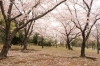 桜スポット特集 佐世保市 佐々町 波佐見町 川棚町の花見スポット まいぷれ 佐世保