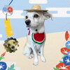「Dog salon mofu mofu　余市町」