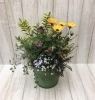 寄せ植え「春の寄せ植え　寄せカゴ」