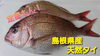 【定置もん】島根県産天然タイ「○本日のお刺身【定置もん】【島根県産ヒラマサ、天然タイ】」