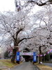「伊那公園の桜見てきました！今が見頃!!【木曽・上伊那の情報発信　ポータルサイト】」