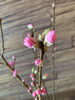 梅の花「〜3月お得エステ(盛りだくさん)〜」