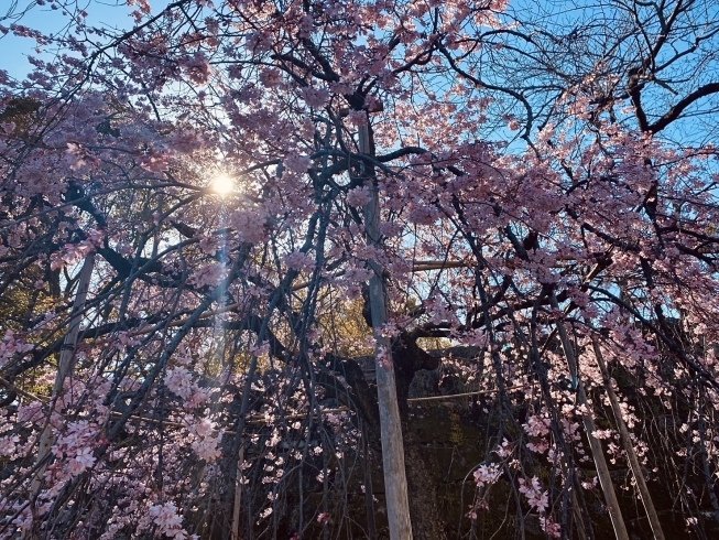 「和歌山城の枝垂れ桜　是非見に来て下さい(/・ω・)/」