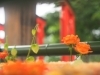 ホオズキとバラが会話してる？「第5回花手水がはじまりました。」