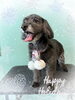 「Dog salon mofu mofu　余市町」