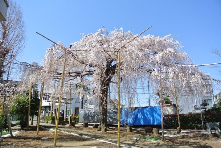 須賀神社 多摩区 お花見するならここ 川崎市の 桜 特集 21年 まいぷれ 川崎市