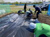 黒マルチシートでしっかり保温と雑草予防です。「だけボラ農園、スタートしました！！」