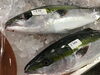 「魚魚市場鮮魚コーナーおすすめは「キハダマグロ」です♪」