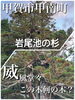 岩尾池の一本杉「秋から冬のおでかけ　湖南市　甲賀市」