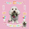 「Dog salon mofu mofu　余市町」