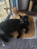 「【新居浜市】茶トラ、黒猫、サビ猫　3匹の里親募集のお知らせ！」