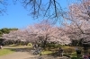 千葉県立青葉の森公園 千葉市中央区 お花見するならここ 千葉 船橋 市川 習志野 鎌ケ谷の 桜 特集 22年 まいぷれ 千葉市