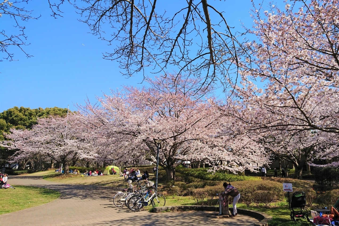 千葉県立青葉の森公園 千葉市中央区 お花見するならここ 千葉 船橋 市川 習志野 鎌ケ谷の 桜 特集 22年 まいぷれ 千葉市 千葉県立青葉の森公園 千葉市中央区 お花見するならここ 千葉 船橋 市川 習志野 鎌ケ谷の 桜 特集 22年 まいぷれ 千葉市