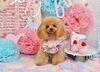 はなちゃん「Anniversaryphoto　(*´▽｀*)」