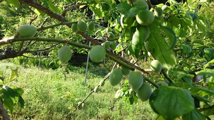笠間茶屋の畑の自然栽培の梅「梅仕事のWS開催します！」