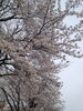 「もうすぐお花見の時期ですね★」