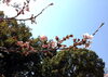 「和歌山城　桜情報　3月28日」