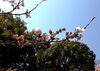 「和歌山城　桜情報　4月1日」