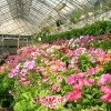 日本一のゼラニウム展 350品種400鉢を一堂に 大変貴重な「変わり葉ゼラニウム」の特集も