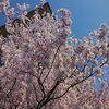 「早咲きの桜。今、満開です！！(*^▽^*)」