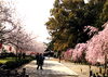 「和歌山城　桜情報　4月2日」