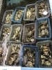 「魚魚市場鮮魚コーナーおすすめは「ヒオウギ貝」です♪」