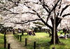 「和歌山城　桜情報　4月3日」