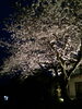 「夜桜」