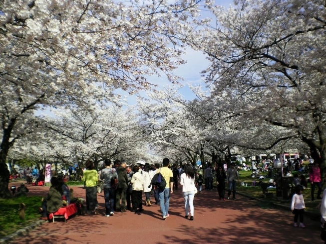 「万博記念公園の桜、満開！！」