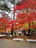 「紅葉が見頃！世界遺産・中尊寺の美しい秋の風景」