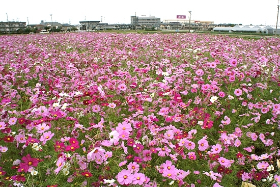 撮影：2011年10月23日