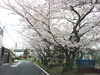 「桜が見ごろのなかオープンハウス開催！「コモサ交野」★寝屋川市、枚方市、交野市、大東市、門真市、四条畷市、新築一戸建て、分譲、建売住宅、マイホーム」