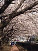 「お花見開始！！」