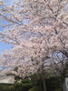 「＊お花見＊」