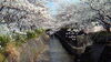 「桜が散り始めました。」