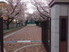 「4月6日 枚方＠私立常翔啓光学園高校の桜
」