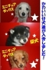 「かわいい★仔犬情報★　」