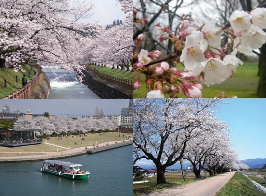 「お花見に行こう♪　『さくら特集2014』」